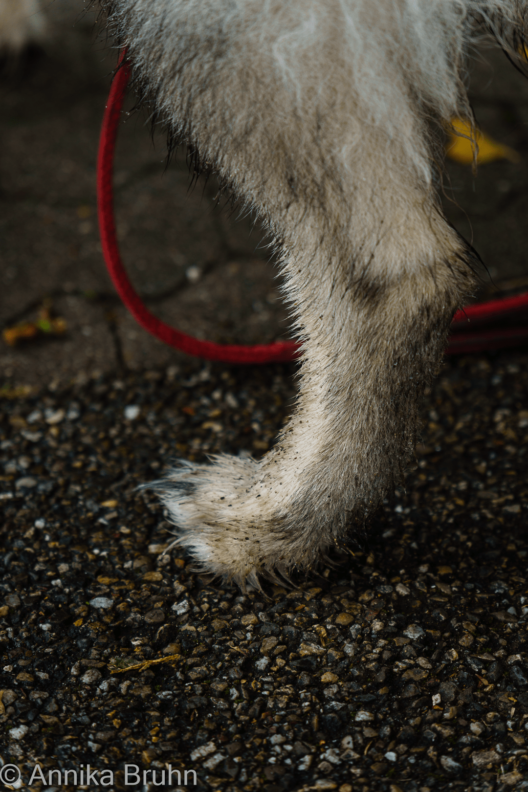 Kleiner Schmutzpfoten!